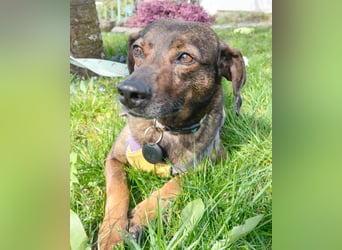 LOLA - Auf Pflegestelle in Schorndorf (Deutschland)