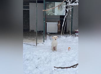 Tessa – ein kleiner Engel in Weiß sucht ein liebevolles Zuhause