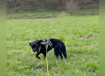 KALLE - Auf Pflegestelle in 72124 Pliezhausen (bei Stuttgart)