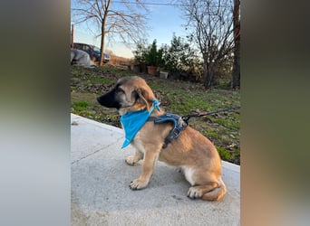 LUCKY – kleiner charmanter Herzensbrecher