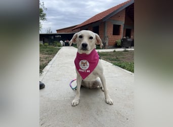 Tessa – ein kleiner Engel in Weiß sucht ein liebevolles Zuhause