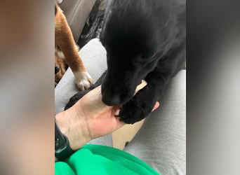 KALLE - Auf Pflegestelle in 72124 Pliezhausen (bei Stuttgart)