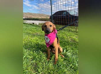 MACY – sanfte Kuschelmaus mit großem Herz