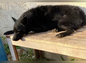 KALLE - Auf Pflegestelle in 72124 Pliezhausen (bei Stuttgart)