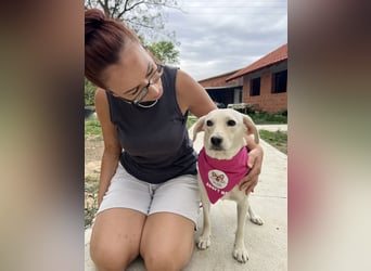 Tessa – ein kleiner Engel in Weiß sucht ein liebevolles Zuhause