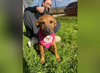 MACY – sanfte Kuschelmaus mit großem Herz