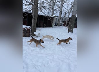 Tessa – ein kleiner Engel in Weiß sucht ein liebevolles Zuhause