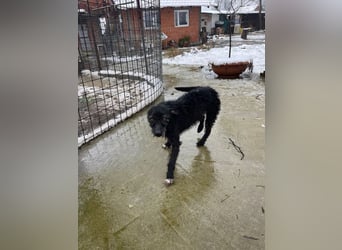 CRNI – lebensfroher Rüde mit zarter Seele