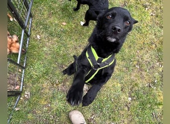 KALLE - Auf Pflegestelle in 72124 Pliezhausen (bei Stuttgart)