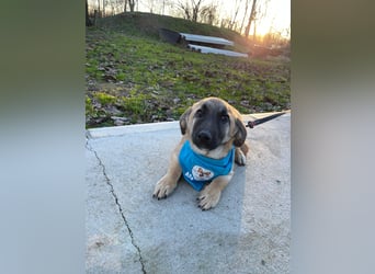 LUCKY – kleiner charmanter Herzensbrecher