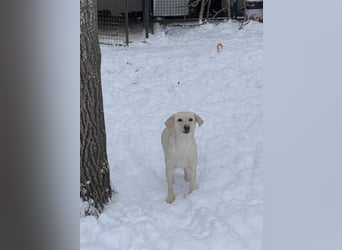 Tessa – ein kleiner Engel in Weiß sucht ein liebevolles Zuhause