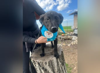 DINGO – mutiger kleiner Abenteurer