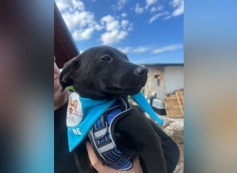 DINGO – mutiger kleiner Abenteurer