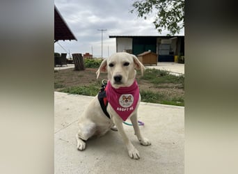 Tessa – ein kleiner Engel in Weiß sucht ein liebevolles Zuhause