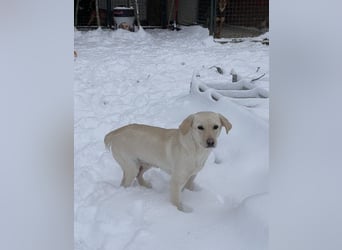 Tessa – ein kleiner Engel in Weiß sucht ein liebevolles Zuhause