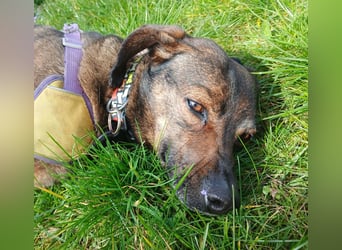 LOLA - Auf Pflegestelle in Schorndorf (Deutschland)