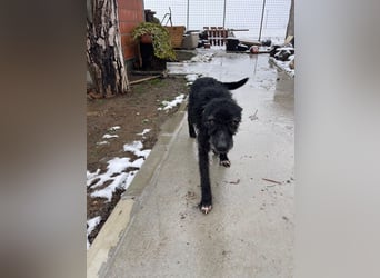 CRNI – lebensfroher Rüde mit zarter Seele