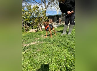 BODO – kleiner Entdecker mit großem Herz