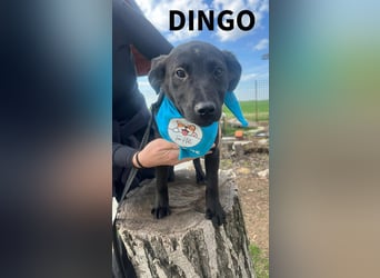 DINGO – mutiger kleiner Abenteurer