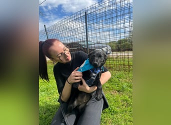 DINGO – mutiger kleiner Abenteurer