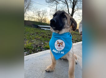 LUCKY – kleiner charmanter Herzensbrecher