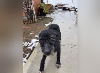 CRNI – lebensfroher Rüde mit zarter Seele