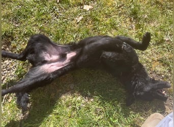 KALLE - Auf Pflegestelle in 72124 Pliezhausen (bei Stuttgart)