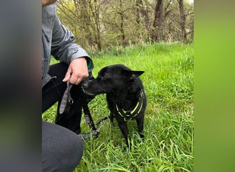 KALLE - Auf Pflegestelle in 72124 Pliezhausen (bei Stuttgart)