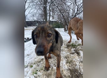 ALMA – sanfte, freundliche Seele