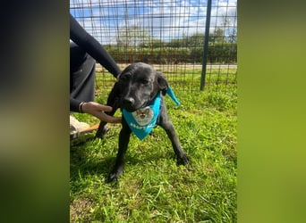 DINGO – mutiger kleiner Abenteurer