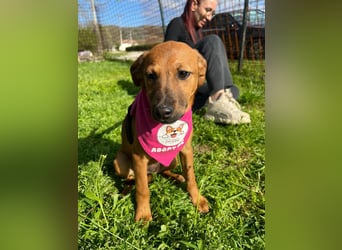 MACY – sanfte Kuschelmaus mit großem Herz