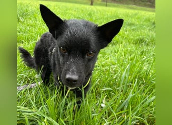 KALLE - Auf Pflegestelle in 72124 Pliezhausen (bei Stuttgart)