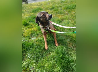 LOLA - Auf Pflegestelle in Schorndorf (Deutschland)