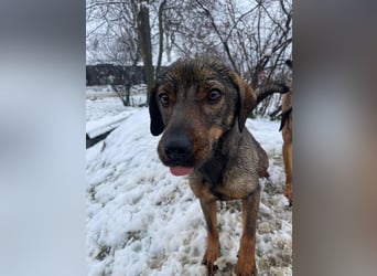 ALMA – sanfte, freundliche Seele