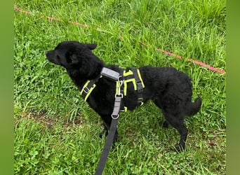 KALLE - Auf Pflegestelle in 72124 Pliezhausen (bei Stuttgart)