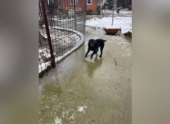 CRNI – lebensfroher Rüde mit zarter Seele