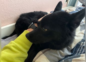 KALLE - Auf Pflegestelle in 72124 Pliezhausen (bei Stuttgart)