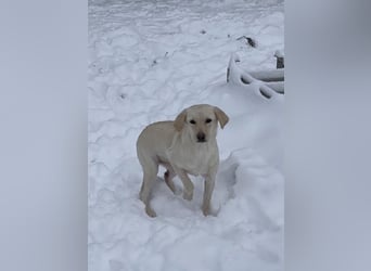 Tessa – ein kleiner Engel in Weiß sucht ein liebevolles Zuhause