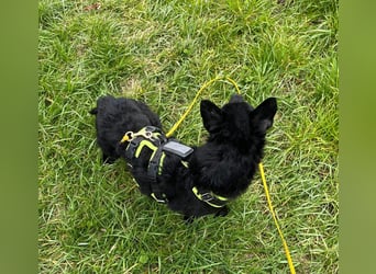 KALLE - Auf Pflegestelle in 72124 Pliezhausen (bei Stuttgart)