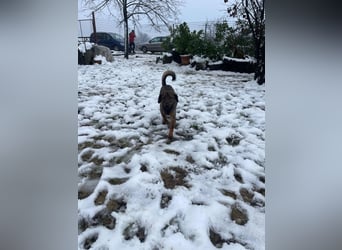 ALMA – sanfte, freundliche Seele