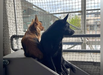 Kalle - auf Pflege in DE