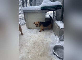 JETTE – sanfte, sensible Hündin mit viel Potenzial