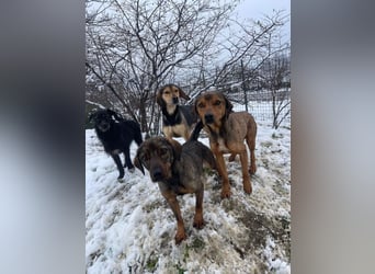 ALMA – sanfte, freundliche Seele