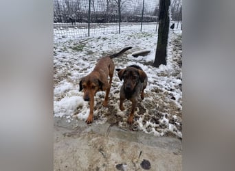 ALMA – sanfte, freundliche Seele