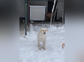 Tessa – ein kleiner Engel in Weiß sucht ein liebevolles Zuhause