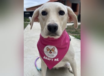 Tessa – ein kleiner Engel in Weiß sucht ein liebevolles Zuhause