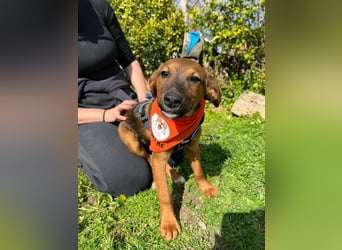 BODO – kleiner Entdecker mit großem Herz