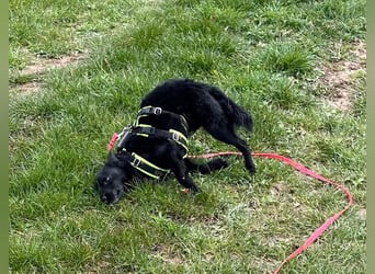 KALLE - Auf Pflegestelle in 72124 Pliezhausen (bei Stuttgart)