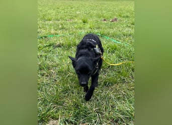 KALLE - Auf Pflegestelle in 72124 Pliezhausen (bei Stuttgart)