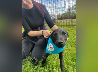 DINGO – mutiger kleiner Abenteurer